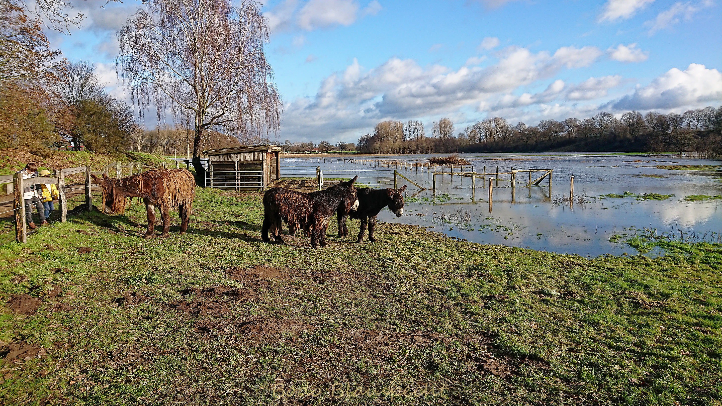 Hochwasser   Steveraue   2023.12.26 12.10 57 WEB